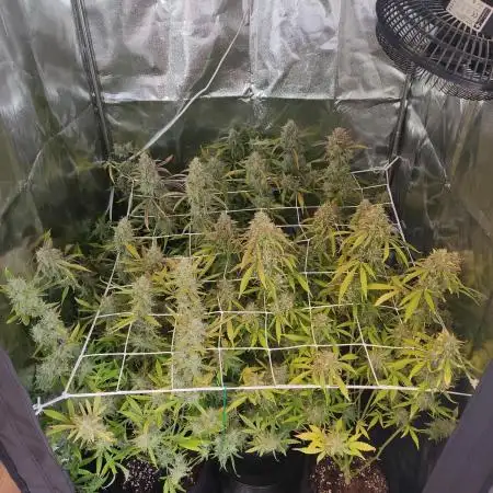 Moon Farms