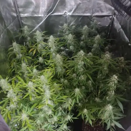 Moon Farms
