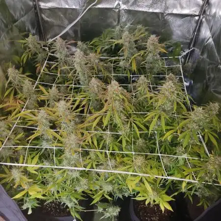 Moon Farms
