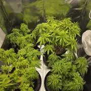 Moon Farms #4