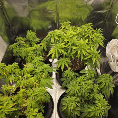 Moon Farms #4
