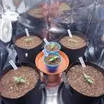 Moon Farms