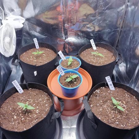 Moon Farms
