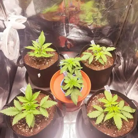 Moon Farms