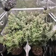 Moon Farms #4