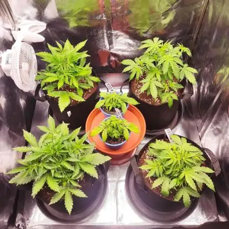 Moon Farms