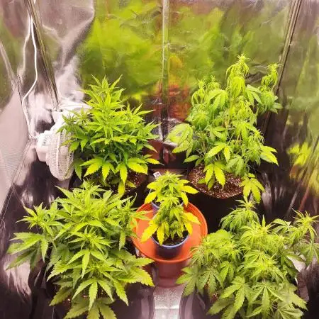 Moon Farms