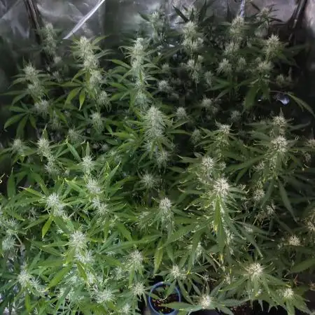 Moon Farms
