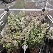 Moon Farms #4
