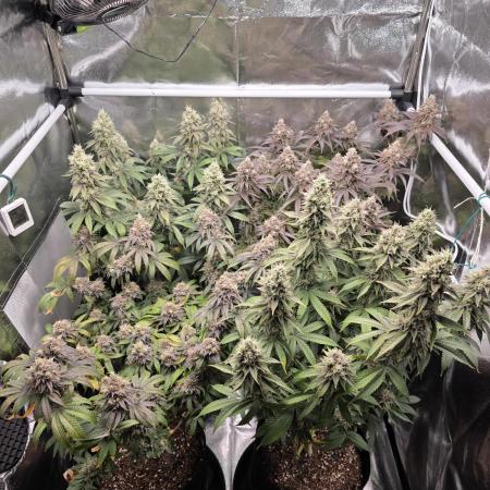 Moon Farms #4