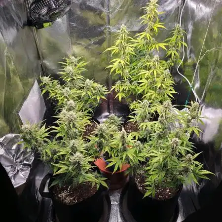 Moon Farms