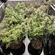 Moon Farms #4