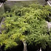 Moon Farms #4