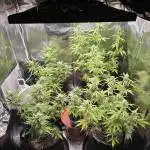 Moon Farms