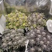 Moon Farms #3