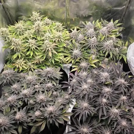 Moon Farms #3