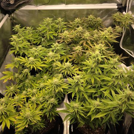 Moon Farms #4