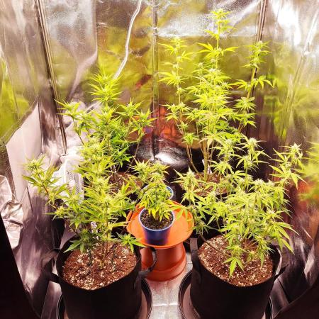 Moon Farms