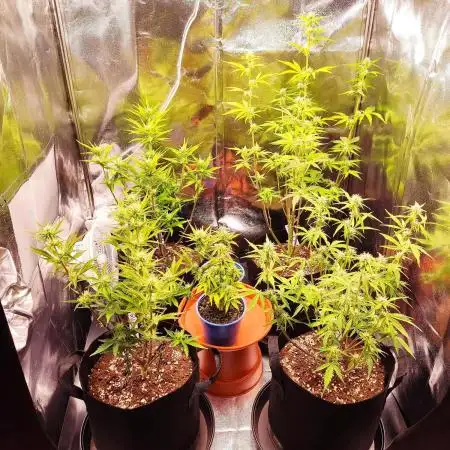 Moon Farms