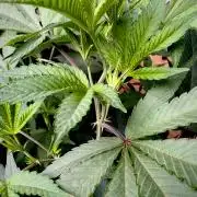 Critical Mass & Black Rainbow SoG