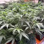 Critical Mass & Black Rainbow SoG