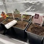 Motherplant Selection Run (New Room)