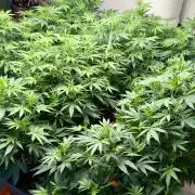 Critical Mass & Black Rainbow SoG