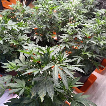 Critical Mass & Black Rainbow SoG