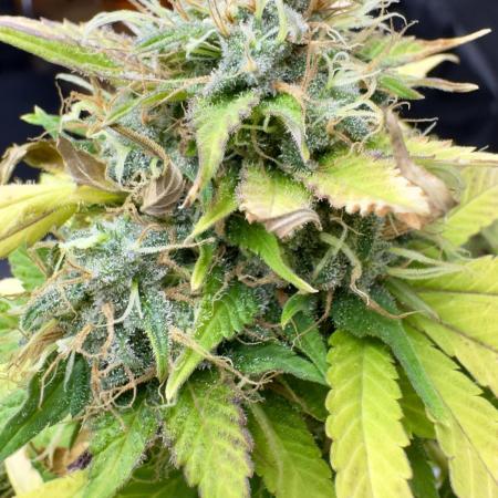 Critical Mass & Black Rainbow SoG