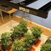 First Run in a "real" Grow Room (ish)