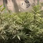 WeedExpress- BG Sherbet