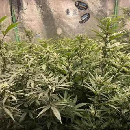 WeedExpress- BG Sherbet