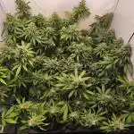 Northern Light Blue from cuttings indoor