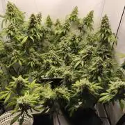 Northern Light Blue from cuttings indoor