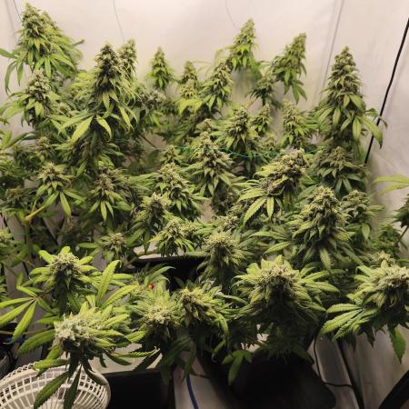 Northern Light Blue from cuttings indoor