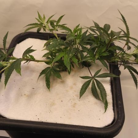 Peach Pistols #16 from clones indoor