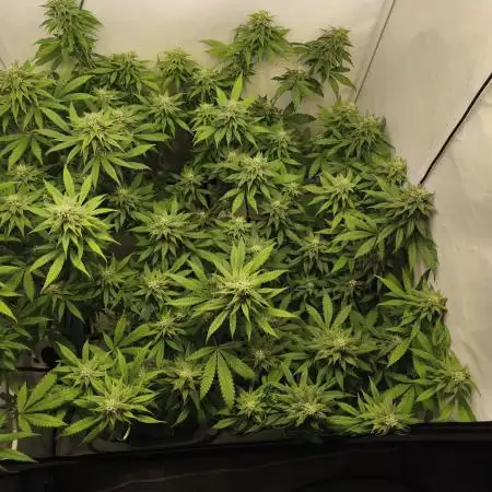 Northern Light Blue from cuttings indoor