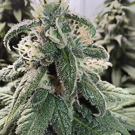 Northern Light Blue from cuttings indoor