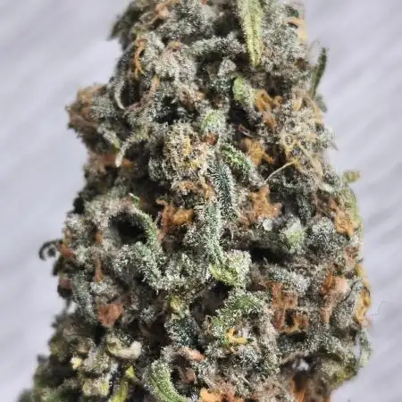 Northern Light Blue indoor