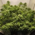 Northern Light Blue from cuttings indoor