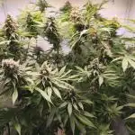 Northern Light Blue indoor