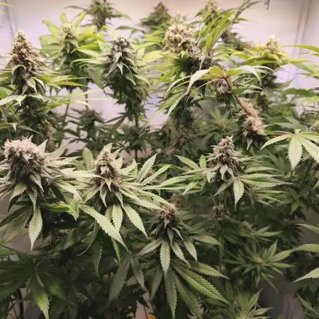 Northern Light Blue indoor