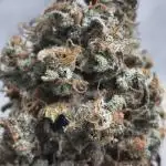 Northern Light Blue indoor