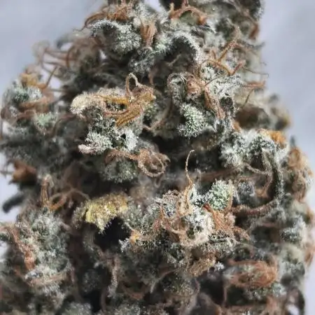 Northern Light Blue indoor