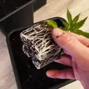 Peach Pistols #16 from clones indoor