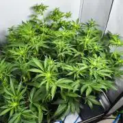 Peach Pistols #16 from clones indoor