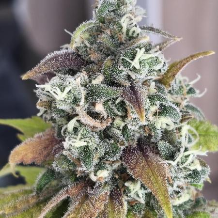 Northern Light Blue indoor