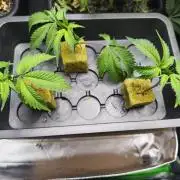 Peach Pistols #16 from clones indoor