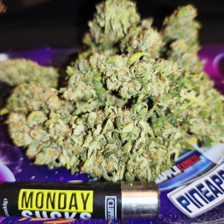 Northern Light Blue from cuttings indoor