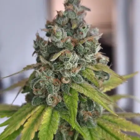 Northern Light Blue indoor
